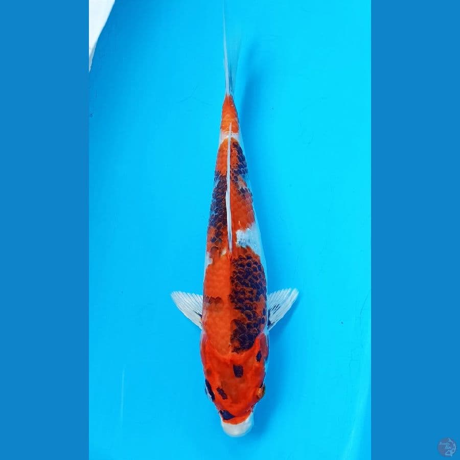Showa hikari 25cm