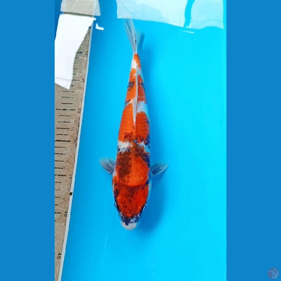 Showa 31cm