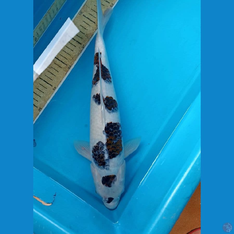 Bhodo goromo m 43cm