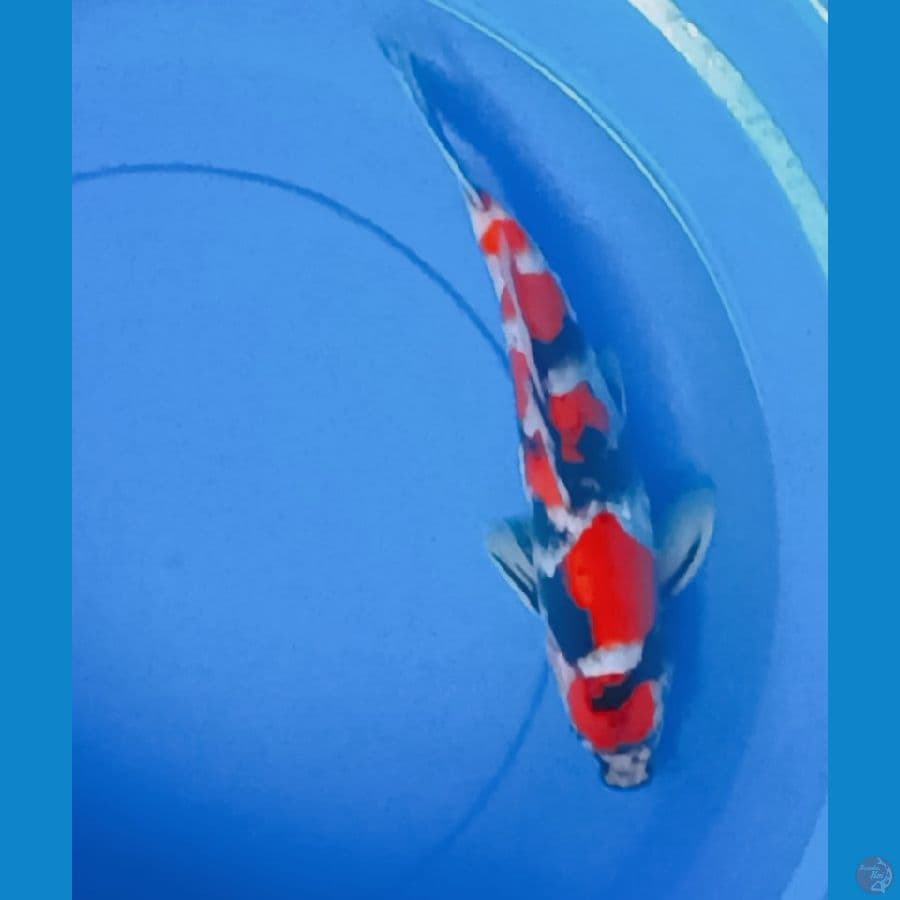 SQ showa male 34 cm