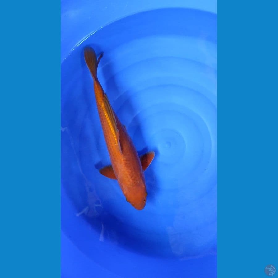 Cagoi.. 47cm. Jantan
