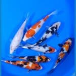 MiX koi 22-25 cm