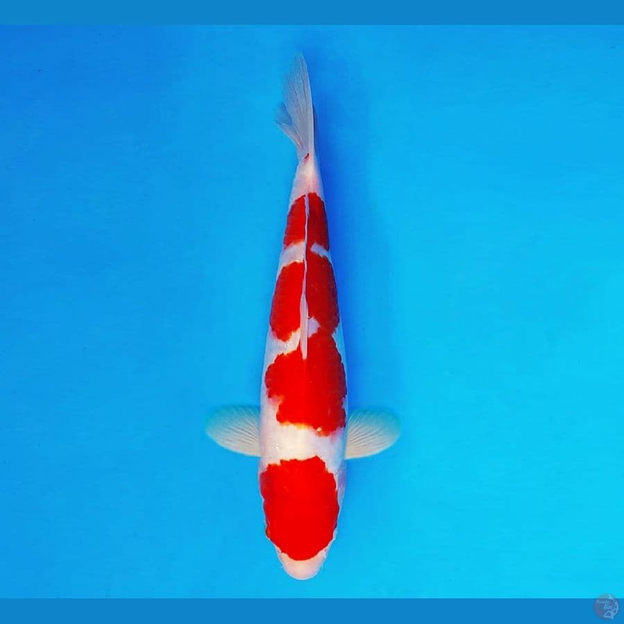 URAWA RED 19 ~ Kohaku 25 cm/male ™