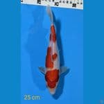 KOHAKU 25CM FEMALE 