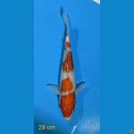 KOHAKU 28 CM