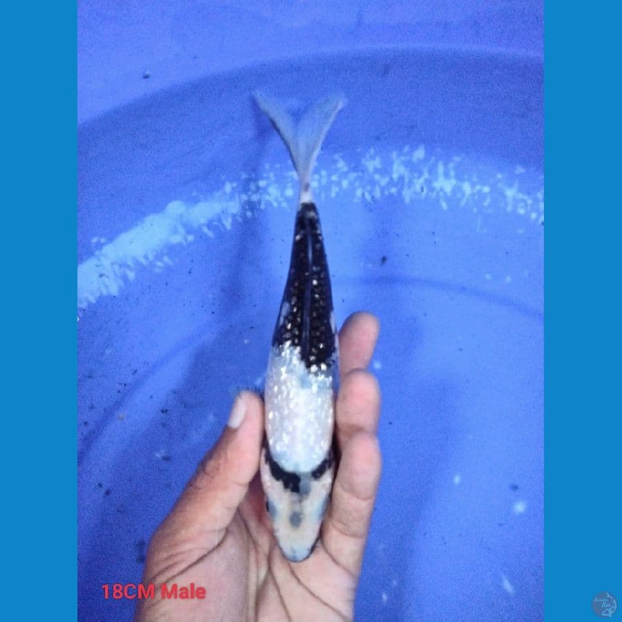 Minion kingindrin B 18CM Male 