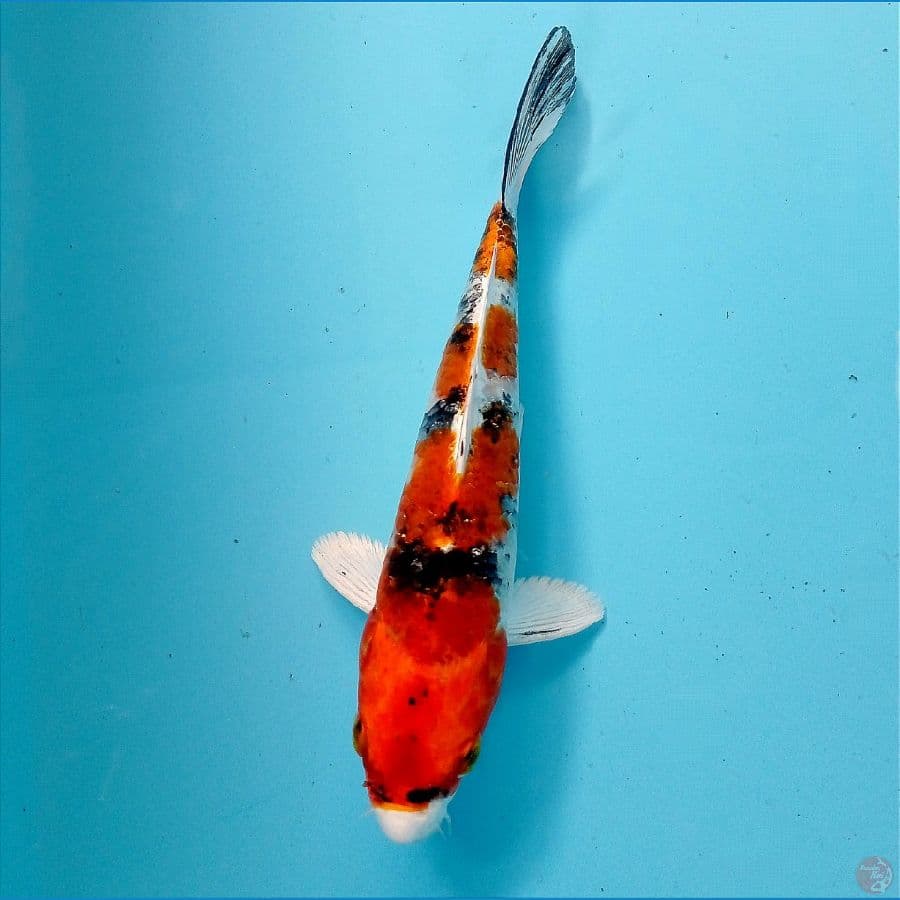 sanke hikari 18 cm 