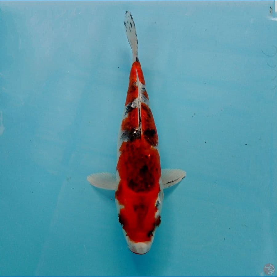 kage sanke 21 cm