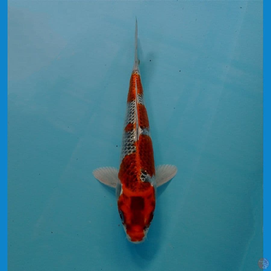 beni gingga 18 cm 
