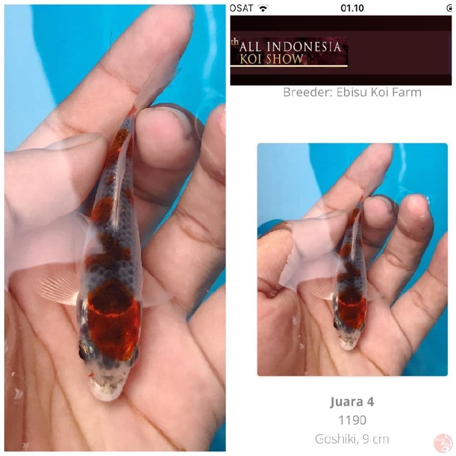 juara 4 all indo koi show 2022