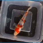 sanke ginrin SQ 15cm