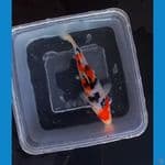 sanke SQ 15cm