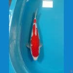 kohaku doitsu 45cm