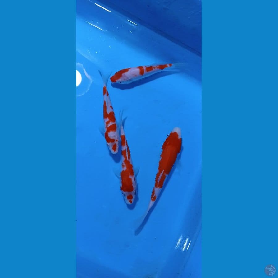 10-15 cm kohaku
