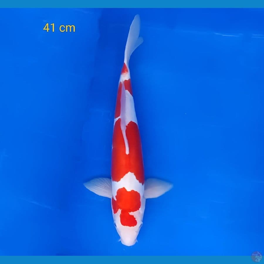 kohaku doitsu