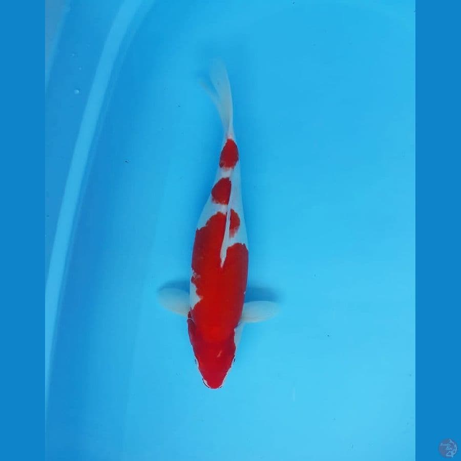 KOHAKU FM 39cm Gendong Telur Ori®