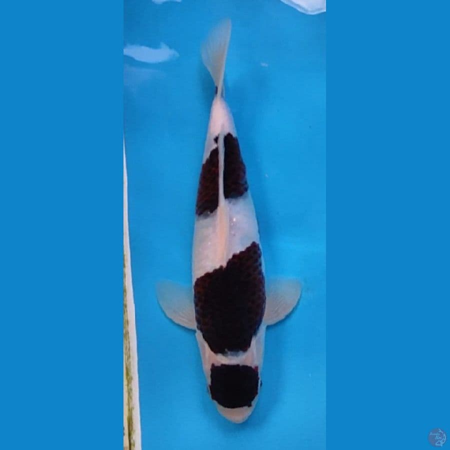 BUDO KOROMO 29 CM MALE ORIGINAL