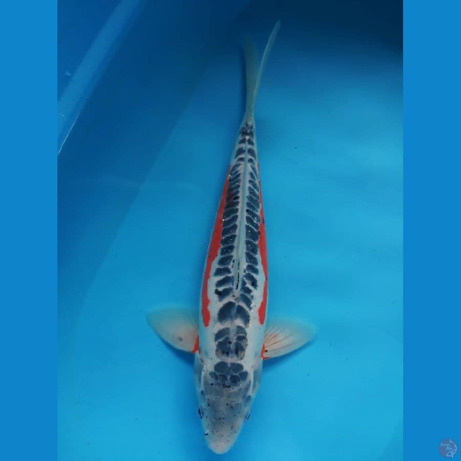 SHUSUI 40cm