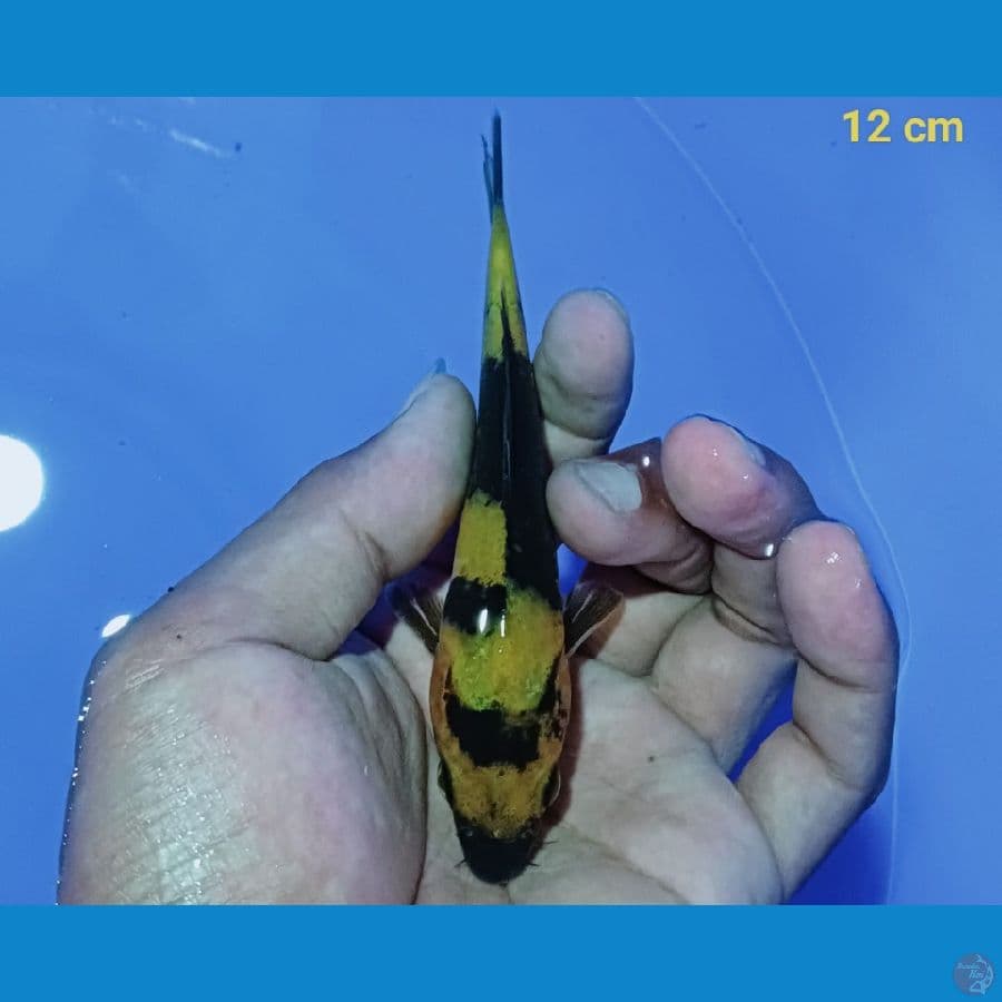 ki utsuri 12 cm