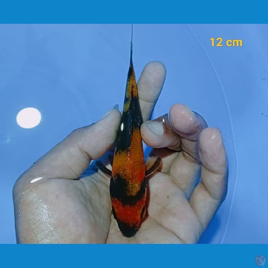 hi utsuri 12 cm 