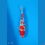 SANKE| 33 CM