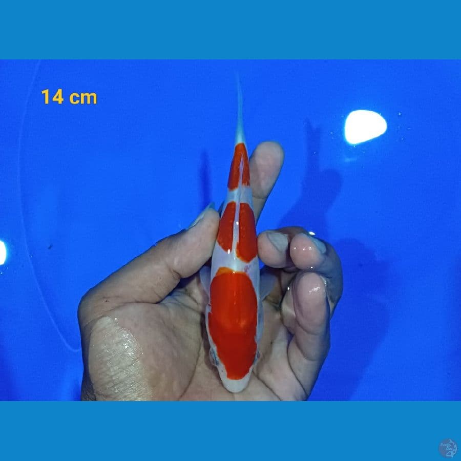 minion 14 cm