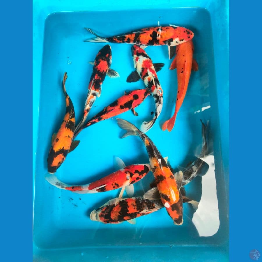 Mix 24-27cm, 10 ekor.

*Teliti sebelum melakukan bidding
*Ikan dalam kondisi siap dan siap kirim
*Harga ikan belum termasuk ongkir + packing
*Dilarang keras BID & RUN
*Konfirmasi pemenang 1x24 jam
*Wajib rekpen atau rekber

Lokasi Blitar
Cp 085815920001