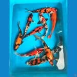 Mix 24-27cm, 10 ekor.

*Teliti sebelum melakukan bidding
*Ikan dalam kondisi siap dan siap kirim
*Harga ikan belum termasuk ongkir + packing
*Dilarang keras BID & RUN
*Konfirmasi pemenang 1x24 jam
*Wajib rekpen atau rekber

Lokasi Blitar
Cp 085815920001