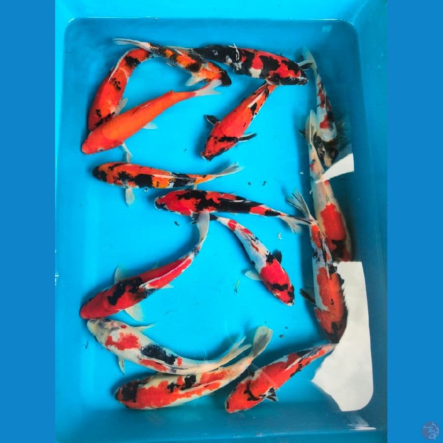 Mix 19-22cm, 10 ekor.

*Teliti sebelum melakukan bidding
*Ikan dalam kondisi siap dan siap kirim
*Harga ikan belum termasuk ongkir + packing
*Dilarang keras BID & RUN
*Konfirmasi pemenang 1x24 jam
*Wajib rekpen atau rekber

Lokasi Blitar
Cp 085815920001