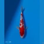 SANKE TATEGOI | 30 CM