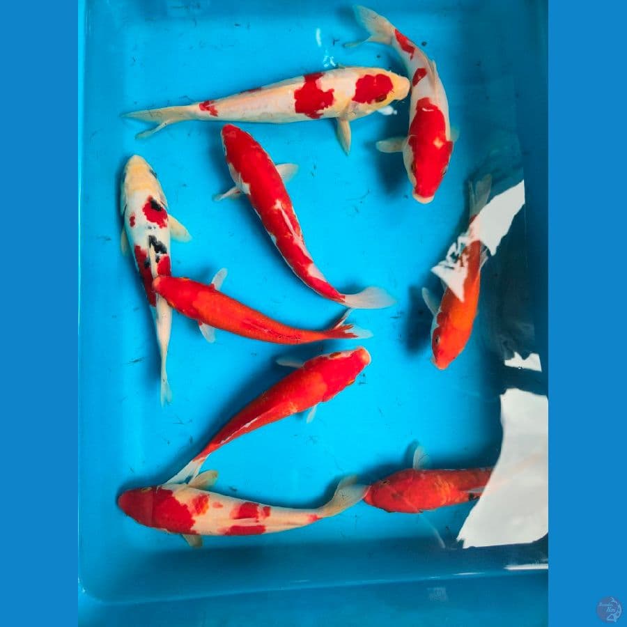 Mix 20-27cm, 9 ekor.

*Teliti sebelum melakukan bidding
*Ikan dalam kondisi siap dan siap kirim
*Harga ikan belum termasuk ongkir + packing
*Dilarang keras BID & RUN
*Konfirmasi pemenang 1x24 jam
*Wajib rekpen atau rekber

Lokasi Blitar
Cp 085815920001