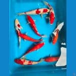 Mix 20-27cm, 9 ekor.

*Teliti sebelum melakukan bidding
*Ikan dalam kondisi siap dan siap kirim
*Harga ikan belum termasuk ongkir + packing
*Dilarang keras BID & RUN
*Konfirmasi pemenang 1x24 jam
*Wajib rekpen atau rekber

Lokasi Blitar
Cp 085815920001