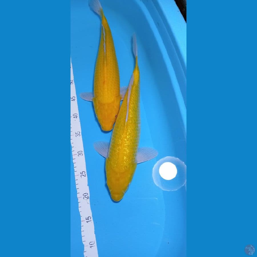 KARASI 41 CM SEMUA GINDRIN NON GINDRIN