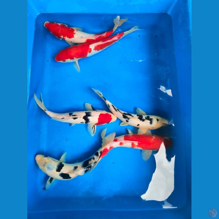 Mix 25-28cm, 6 ekor.

*Teliti sebelum melakukan bidding
*Ikan dalam kondisi siap dan siap kirim
*Harga ikan belum termasuk ongkir + packing
*Dilarang keras BID & RUN
*Konfirmasi pemenang 1x24 jam
*Wajib rekpen atau rekber

Lokasi Blitar
Cp 085815920001
