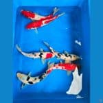 Mix 25-28cm, 6 ekor.

*Teliti sebelum melakukan bidding
*Ikan dalam kondisi siap dan siap kirim
*Harga ikan belum termasuk ongkir + packing
*Dilarang keras BID & RUN
*Konfirmasi pemenang 1x24 jam
*Wajib rekpen atau rekber

Lokasi Blitar
Cp 085815920001