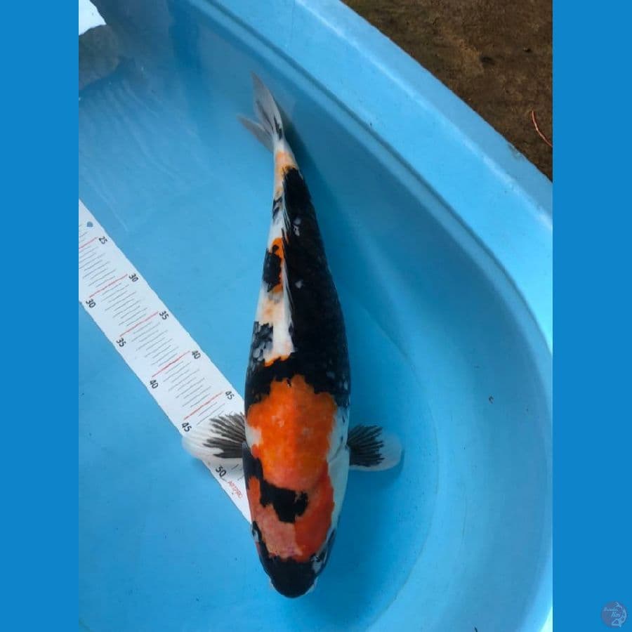 SHOWA 48 CM