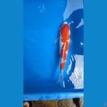 36cm

*Teliti sebelum melakukan bidding
*Ikan dalam kondisi siap dan siap kirim
*Harga ikan belum termasuk ongkir + packing
*Dilarang keras BID & RUN
*Konfirmasi pemenang 1x24 jam
*Wajib rekpen atau rekber

Lokasi Blitar
Cp 085815920001

Terimakasih semog