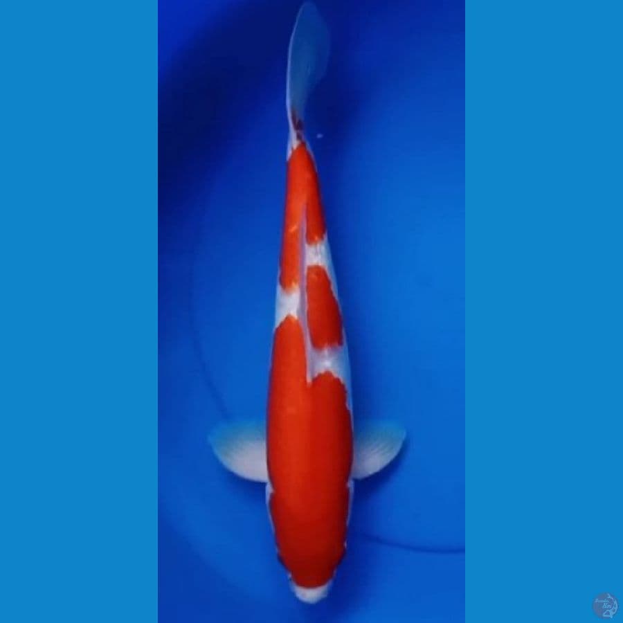 38cm Inazuma Kohaku (M)