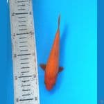 SQ Kawarimujimon 17cm