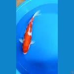 KOHAKU 43 CM TETAP SEMANGAT 01