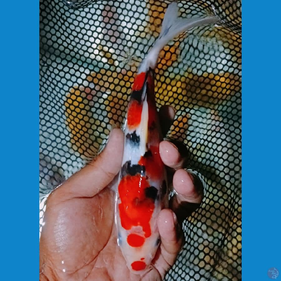 sanke subo sumi 20 cm