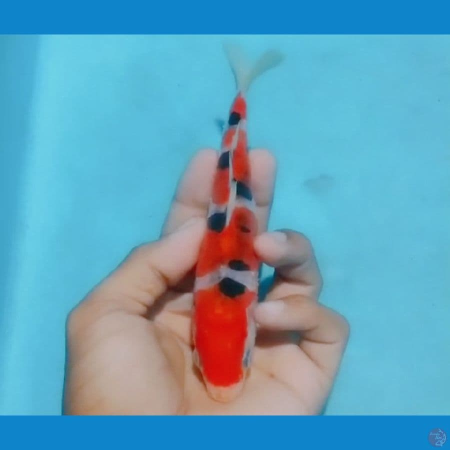 Sq sanke 15 cm