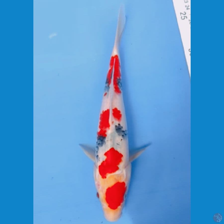 male 24 cm