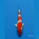 Sakura ogon bahan 19 cm