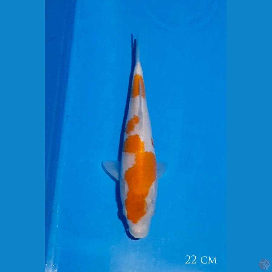 Kohaku 22 cm