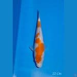 Kohaku 22 cm