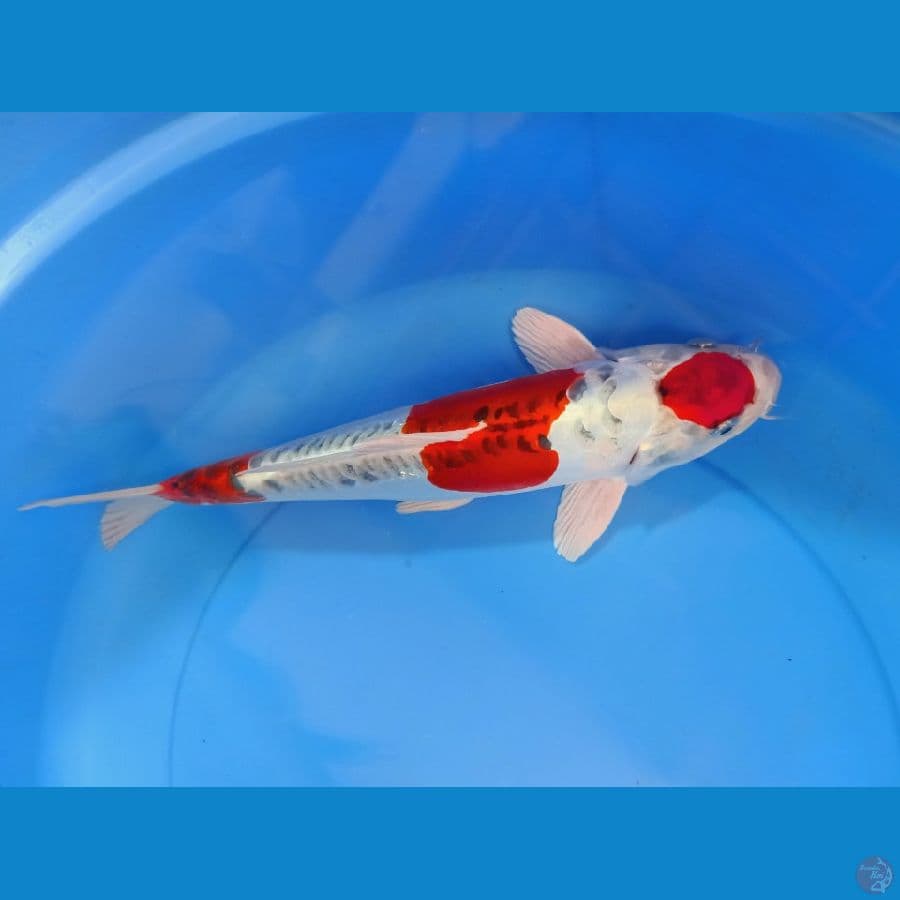 kikoryu hikari tebal 35cm male 