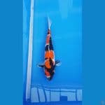 Showa 36cm