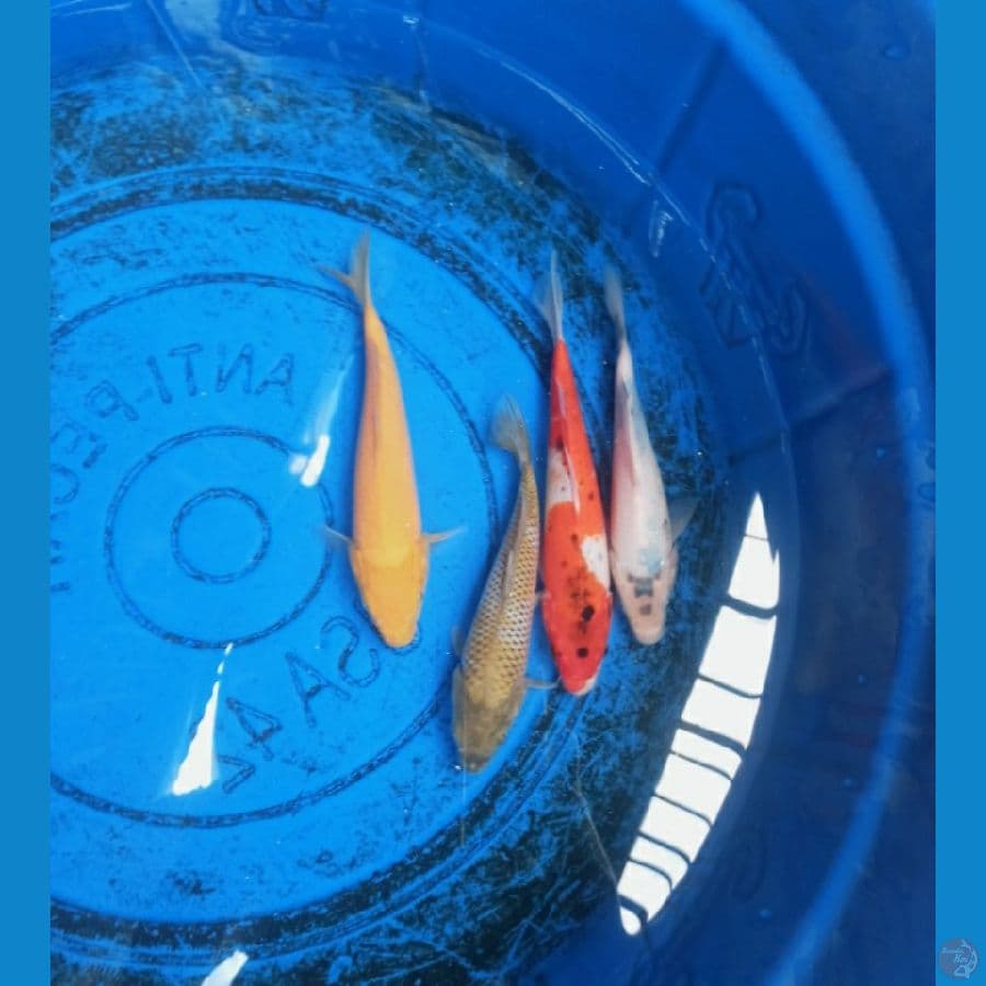 Paket mix 4 ekor 20 - 24 cm