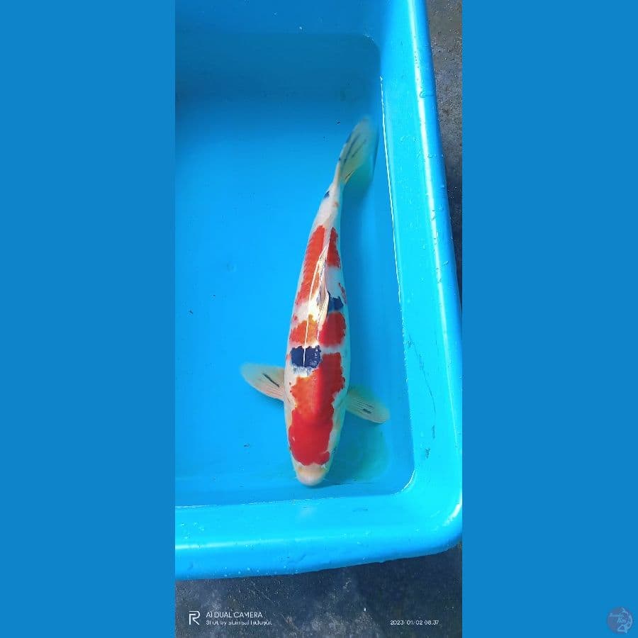 sanke 40 cm, pejantan tangguh
